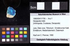 Foto (Objket + Etiketten) von Longodromites angustus (Reuss 1858) 